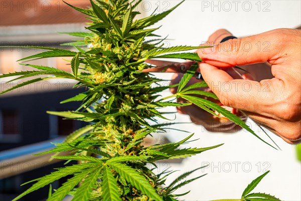 Marijuana buds being cut on a marijuana farm with scissors. medicinal cannabis