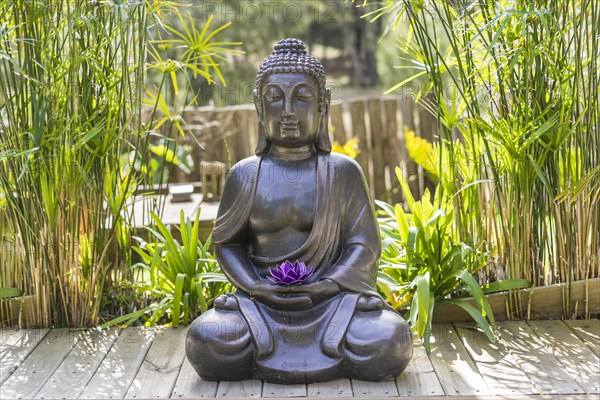 Meditating Buddha Statue with a purple lotus on his hands on a backyard