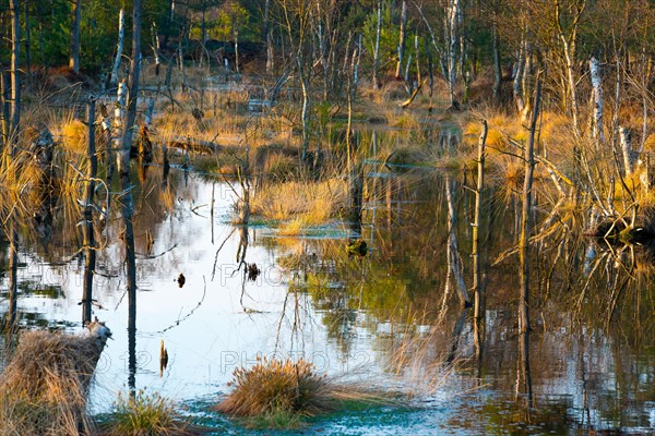 Bulges or bulrushes with grass growth