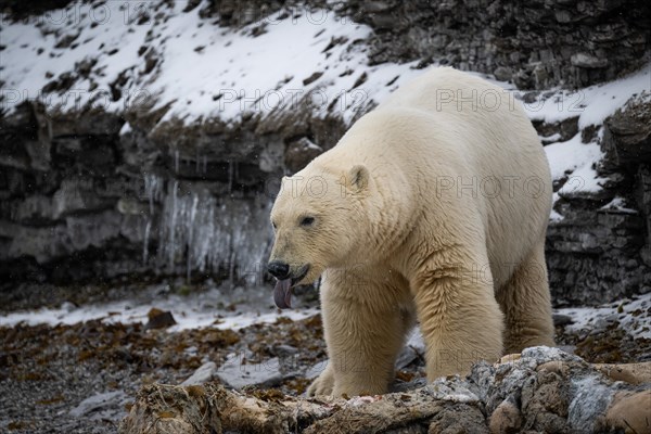 Scavenging polar bear