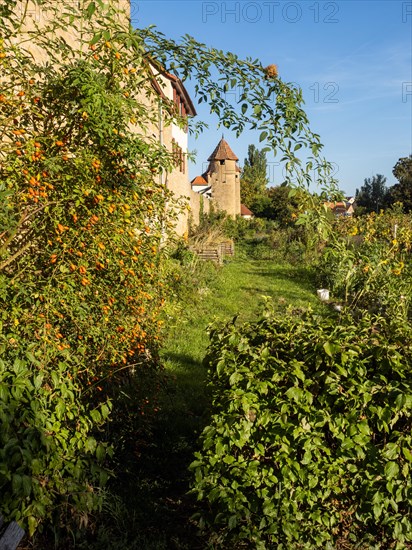 Part of the old town wall and towers