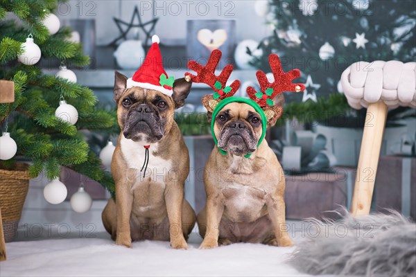 Christmas dogs. Pair of French Bulldogs dressed up with festive Santa hat and reindeer antler headband sitting between Christmas tree with baubles and gift boxes in blurry background