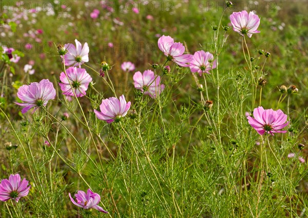 Mallow