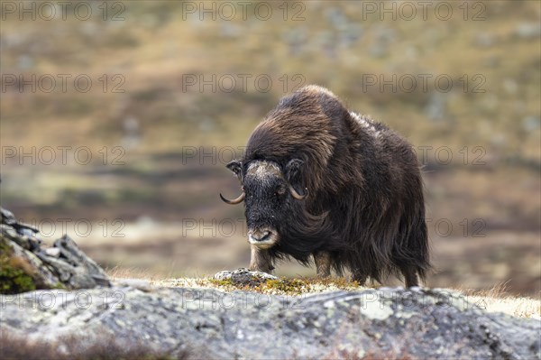 Musk ox