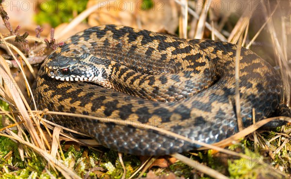 Wild common european viper