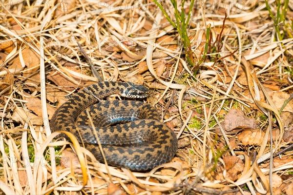 Wild common european viper