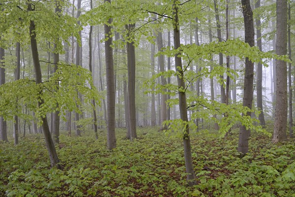 Deciduous forest with natural regeneration in spring with fog