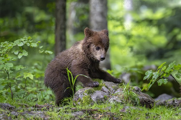 European brown bear