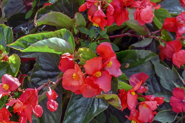 Begonias