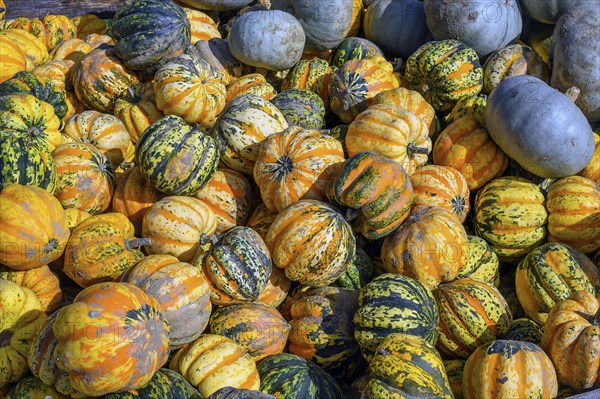 Outdoor pumpkin sale