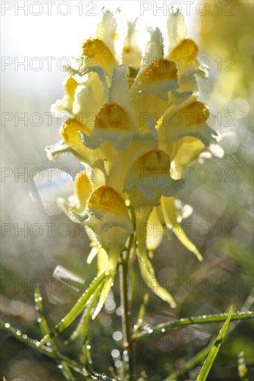 Common Toadflax