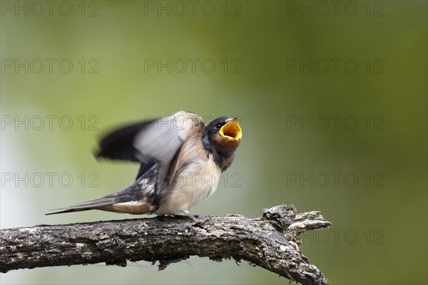 Barn swallow