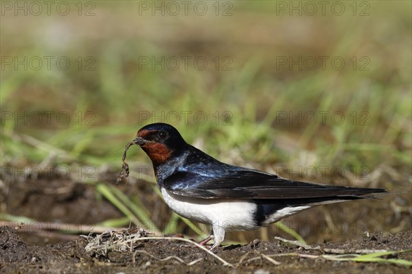 Barn swallow