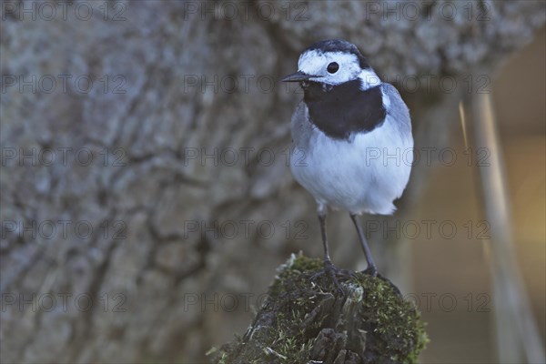 White wagtail