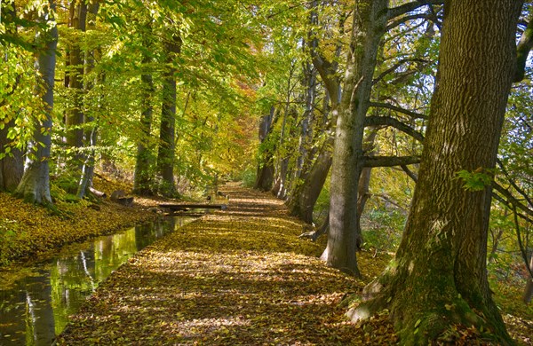 Autumn atmosphere at a small brook