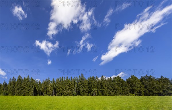 Coniferous forest with sky and clouds