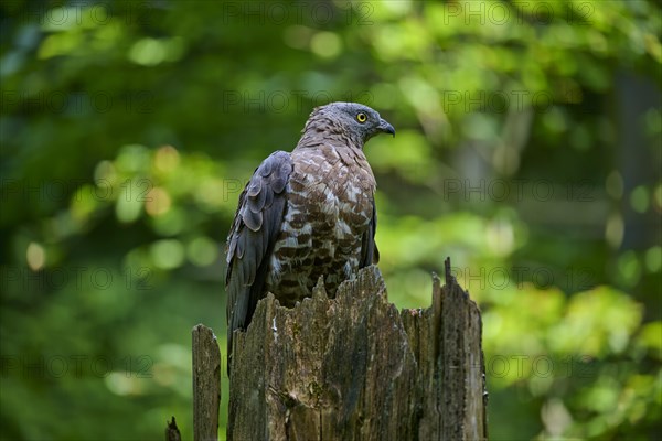 European honey buzzard