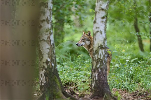 European gray wolf