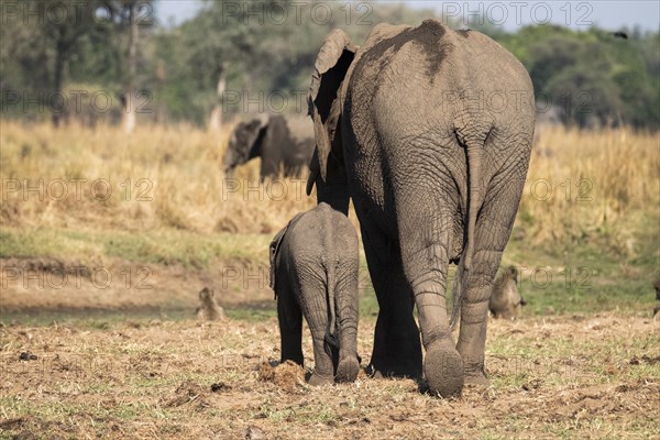 Elephant cow walks with her elephant baby on her left side through the African savannah. Lower Zambezi National Park