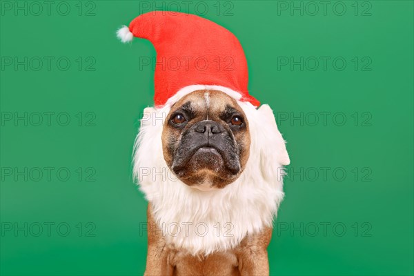 French Bulldog dog with funny Christmas santa hat and white beard costume on green background