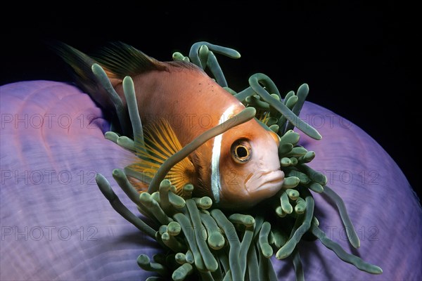 Close-up of maldive anemonefish