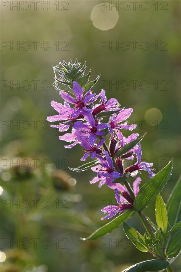 Purple loosestrife