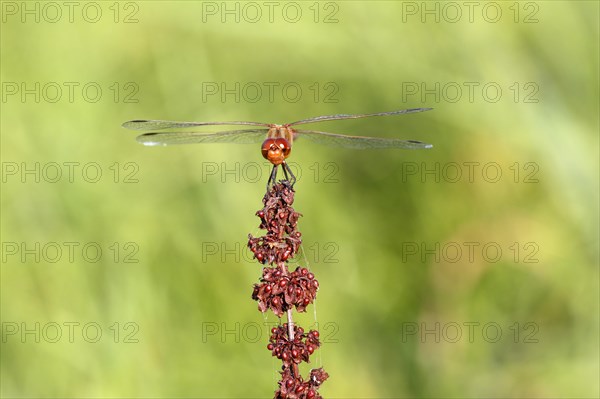 Ruddy darter