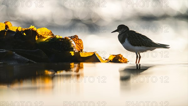 Ruddy Turnstone