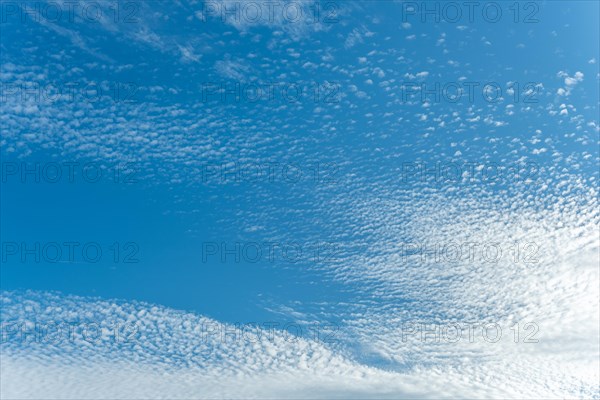 Mottled sky formed by Altocumulus stratiformis clouds. Bas-Rhin