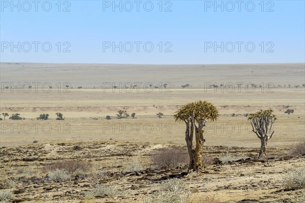 Desert-like landscape with quiver tree