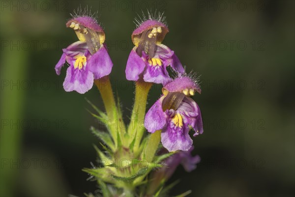 Galeopsis ladanum var. angustifolia