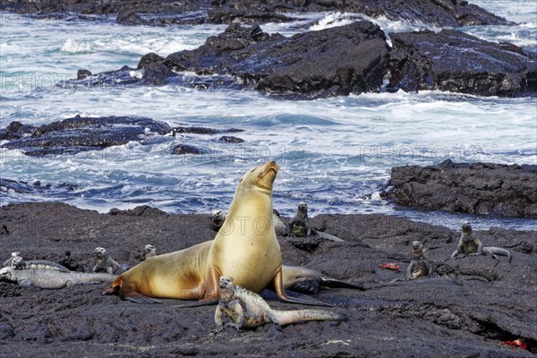 Galapagos sea lion