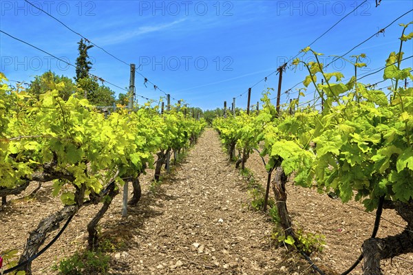 Beautiful landscape with rows of vines and distant mountains