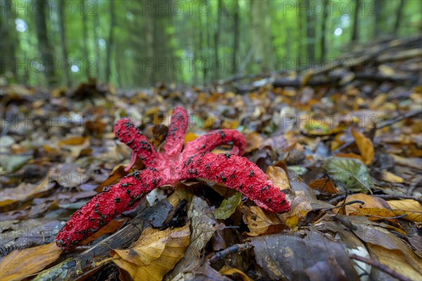 Octopus stinkhorn