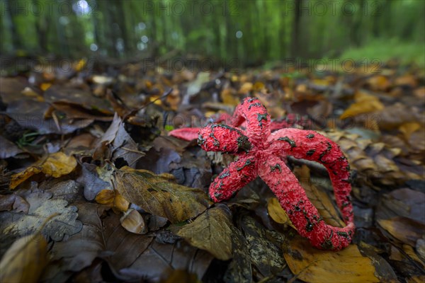 Octopus stinkhorn