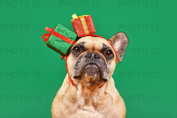 Cute French Bulldog with Chritsmas gift box headband on green background