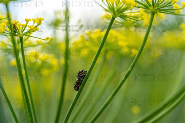 Young swallowtail