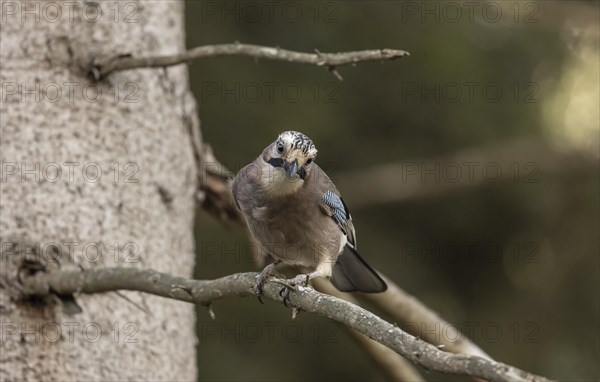 Eurasian jay