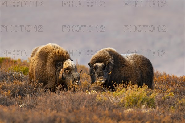 Musk ox