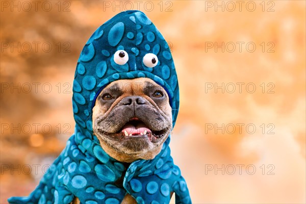 Portrait of French Bulldog dog wearing funny octopus Halloween costume