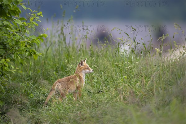 Red fox