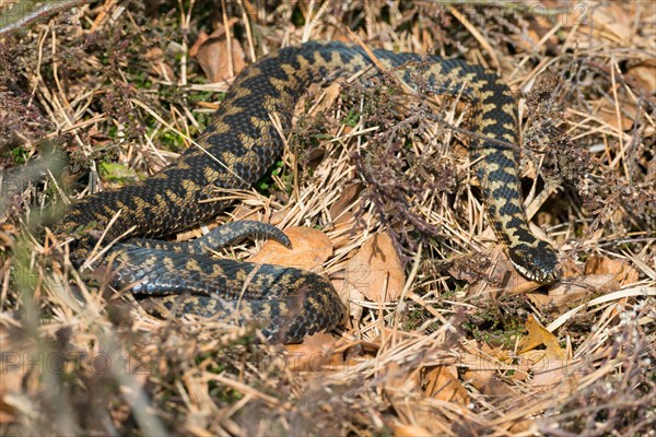 Wild common european viper