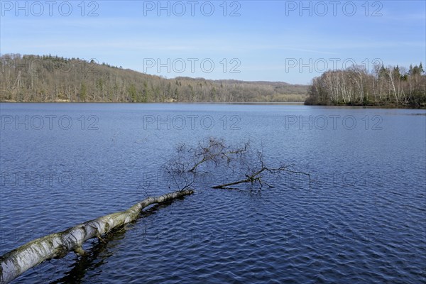 Fallen birch