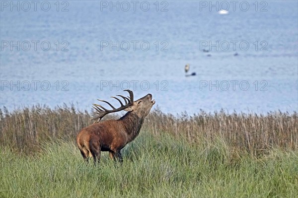 Red deer