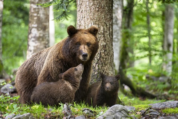 European brown bear