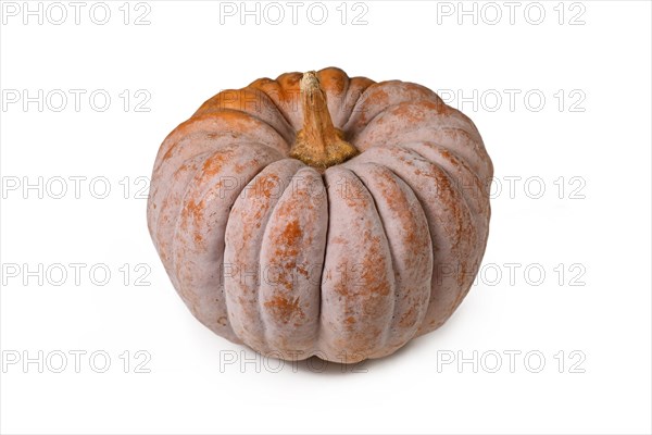 Mature ribbed 'Black Futsu' pumpkin squash with grey and orange skin on white background