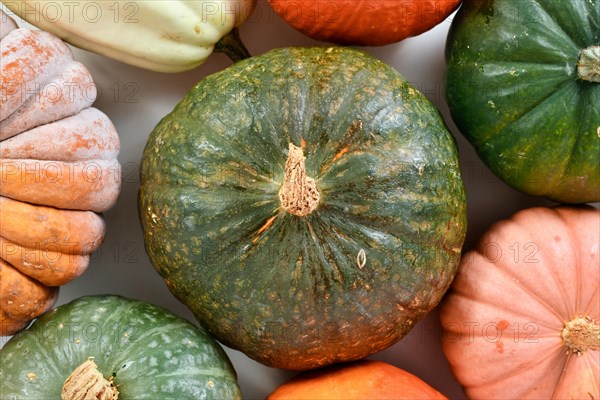 Top view of green Kuri Hokkaido squash between pumpkin and squash mix