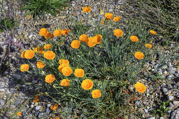 California poppy