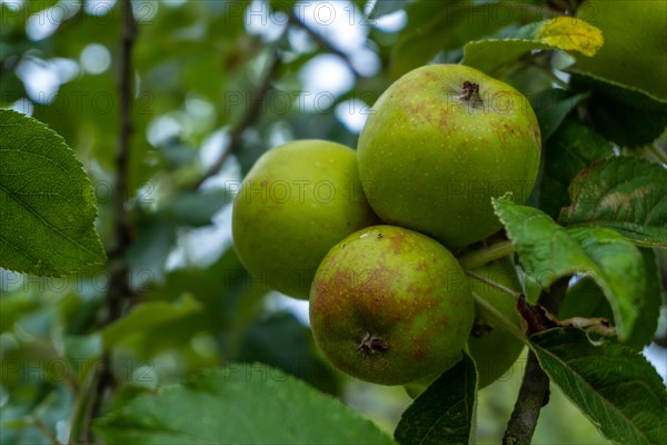 Green apples on the tree