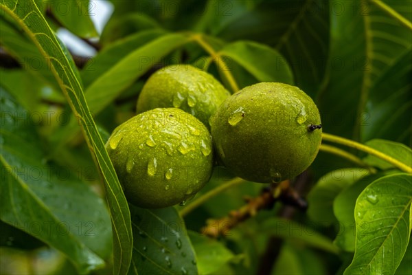 Green apples on the tree